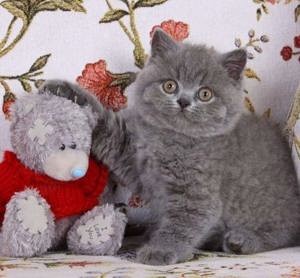 British Shorthair Blue. Cel mai frumos cadou pentru cei dragi! - imagine 4 British Shorthair Blue. Cel mai frumos cadou pentru cei dragi! - imagine 4