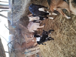 Schimb oi și capre cu remorcă de 750kg - imagine 3