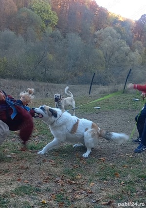 Ciobănesc carpatin femelă 