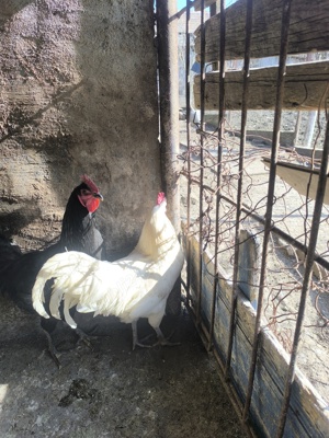 Găină și cocos disponibili  - imagine 4 Găină și cocos disponibili  - imagine 4