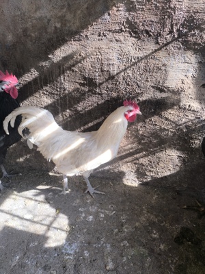 Găină și cocos disponibili  - imagine 2 Găină și cocos disponibili  - imagine 2