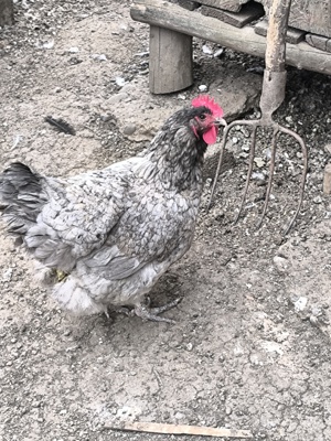 Găină și cocos disponibili  - imagine 3 Găină și cocos disponibili  - imagine 3