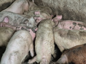 Șoldani-Porci între 55-70kile