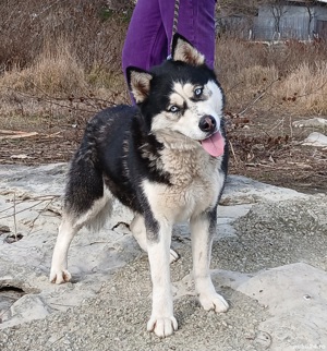 Vand sau schimb Femela Husky Siberian cu alte animale sau pasari - imagine 3