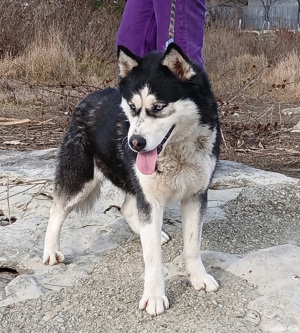 Vand sau schimb Femela Husky Siberian cu alte animale sau pasari - imagine 2