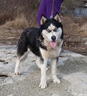 Vand sau schimb Femela Husky Siberian cu alte animale sau pasari