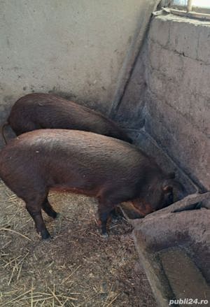 de vanzare porci mangalita.