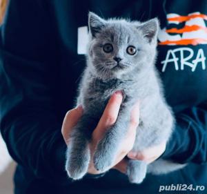 British shorthair 
