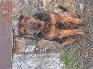 Dau 2 femele Shar pei gratis (mamă si fiică) - imagine 3