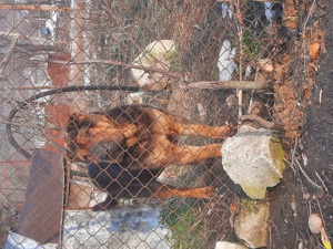 Dau 2 femele Shar pei gratis (mamă si fiică)