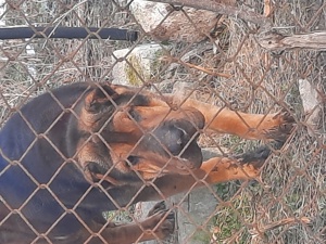 Dau 2 femele Shar pei gratis (mamă si fiică) - imagine 2