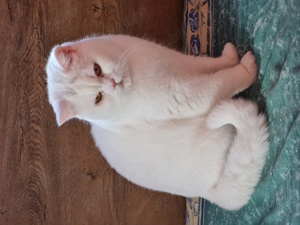 BRITISH Shorthair White  1an și 2 luni masculi,nu sunt castrati - imagine 4