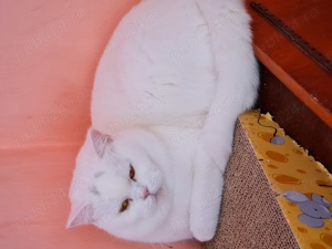 BRITISH Shorthair White  1an și 2 luni masculi,nu sunt castrati - imagine 3