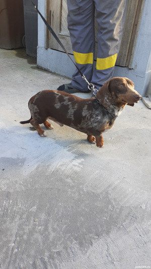 Teckel mascul arlechin ciocolatiu  - imagine 3