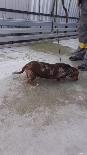 Teckel mascul arlechin ciocolatiu  - imagine 5