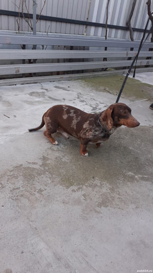 Teckel mascul arlechin ciocolatiu  - imagine 4