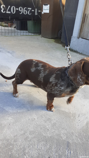 Teckel mascul arlechin ciocolatiu 