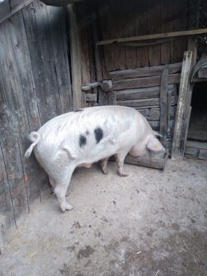 Vand porc rasa carne