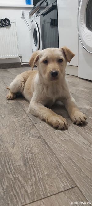 Pui Labrador Retriver 