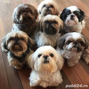 catelus shih tzu