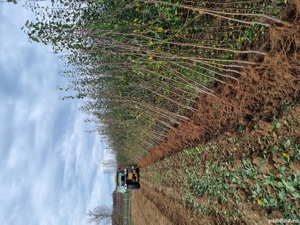 Pepiniera Cristea Ioan oferă spre vânzare pomi fructiferi certificați - imagine 4