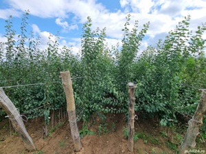 Pepiniera Cristea Ioan oferă spre vânzare pomi fructiferi certificați - imagine 5