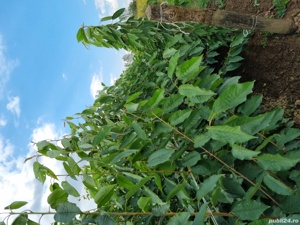 Pepiniera Cristea Ioan oferă spre vânzare pomi fructiferi certificați - imagine 2