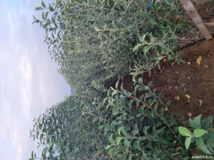 Pepiniera Cristea Ioan oferă spre vânzare pomi fructiferi certificați - imagine 3