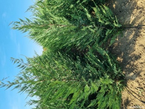 Pepiniera Cristea vinde Chiparos Leyland gard viu (altoit)