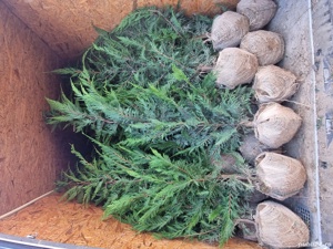 Pepiniera Cristea Ioan vinde Chiparos Leyland pentru gard viu (altoit) producție proprie