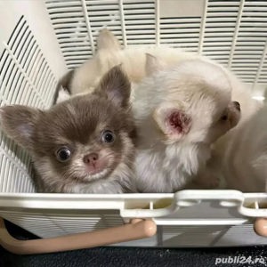 catelus Chihuahua