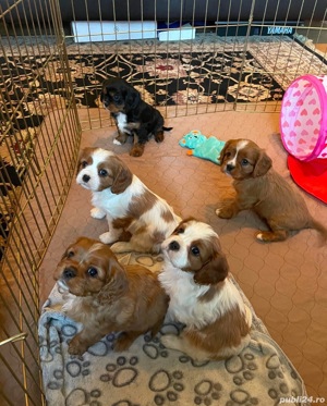 cățeluș cavalier king charles