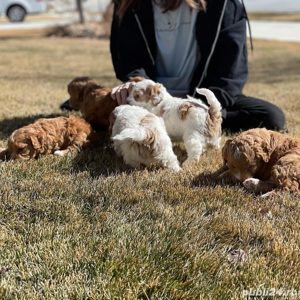 catelusi cavapoo