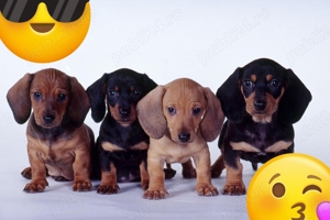 Teckel pitic rasă pură transport gratuit