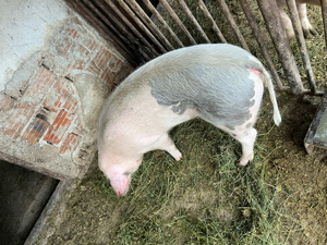 porci de rasă - imagine 3 porci de rasă - imagine 3