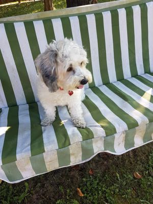 Oferim cazare temporară pentru câini ( alternativă pensiune sau hotel, fără țarcuri sau cuşti ) !    - imagine 3