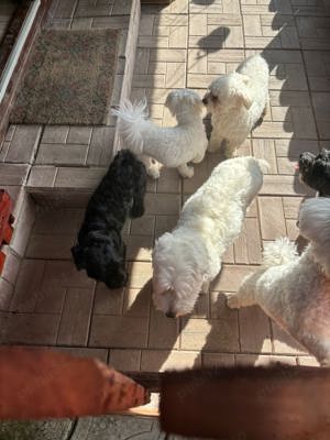 Oferim cazare temporară pentru câini ( alternativă pensiune sau hotel, fără țarcuri sau cuşti ) !    - imagine 4