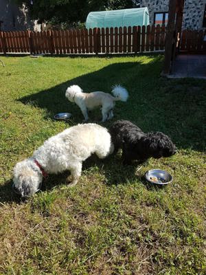 Oferim cazare temporară pentru câini ( alternativă pensiune sau hotel, fără țarcuri sau cuşti ) !    - imagine 5