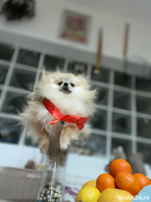 pomeranian fetita extra micuta  - imagine 2 pomeranian fetita extra micuta  - imagine 2