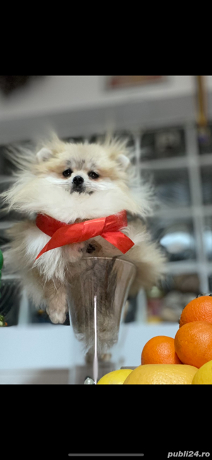 pomeranian fetita extra micuta  - imagine 3 pomeranian fetita extra micuta  - imagine 3