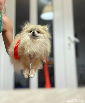 pomeranian fetita extra micuta