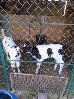 Vând viței mai multe detalii la numărul de telefon 