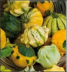 20 Seminte de Dovlecel ornamental Crown of Thorns- pl.urcatoare