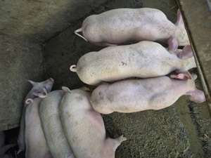 Vând soldani 50-60 kg