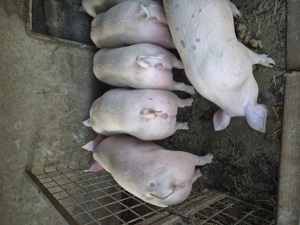 Vând porci 110-130 kg-Valea Chintaului - imagine 3