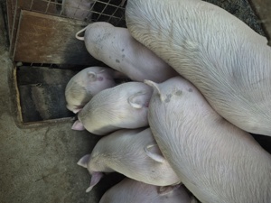 Vând porci 110-130 kg-Valea Chintaului - imagine 4