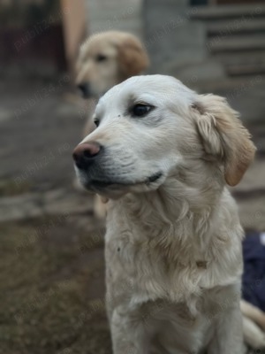 Golder Retriever White - imagine 1