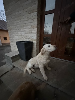 Golder Retriever White - imagine 2