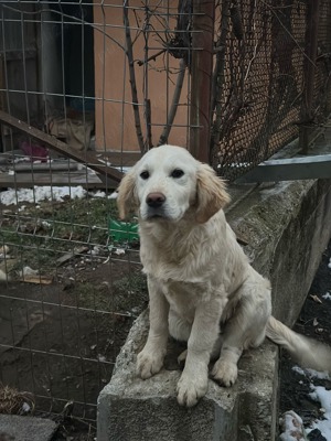 Golder Retriever White - imagine 4