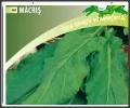 Seminte de Macris - plic 2grame - planta miraculoasa pt sanatate!
